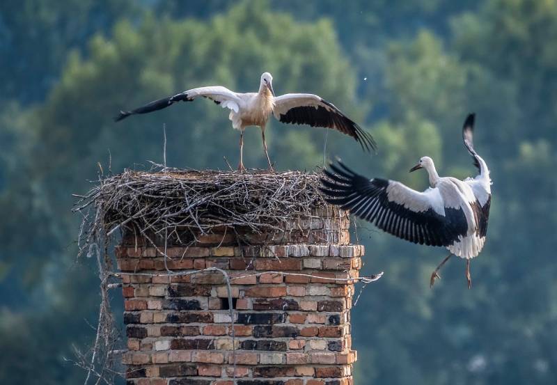 Professional Chimney Animal Removal Services in Uxbridge, Massachusetts